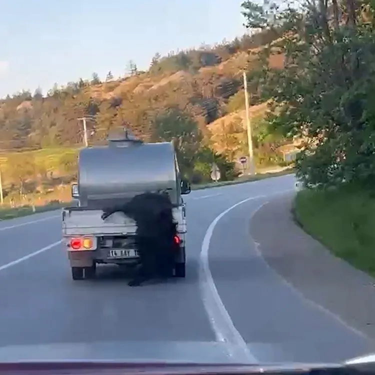 1779864352026.jpeg Bolu'da kurbanlık hayvanı aracının arkasına bağlayıp kilometrelerce sürükleyen sürücü kameraya yansıdı-3
