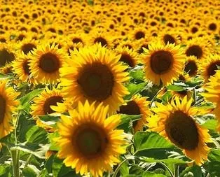 Elektrik üretiminde de kullanılacak