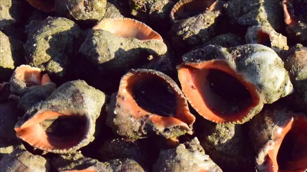 turkiye-2021-yilinin-ilk-iki-ayinda-2-milyon-675-bin-123-dolarlik-deniz-salyangozu-ihrac-etti-1616499378557.jpg Türkiye 2021 yılının ilk iki ayında 2 milyon 675 bin 123 dolarlık deniz salyangozu ihraç etti-4