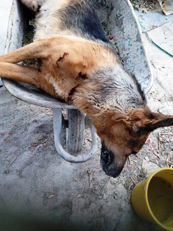 200-tl-yuzunden-tartistigi-arkadasiyla-ayni-ismi-tasiyan-kopegi-oldurdu-1663504147323.jpg 200 TL yüzünden tartıştığı arkadaşıyla aynı ismi taşıyan köpeği öldürdü-3