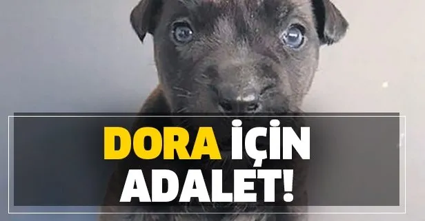 Yavru köpek Dora için adalet! Ünlü isimler de ağır ceza istiyor...