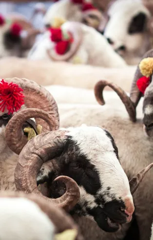 Kurban Bayramı ne zaman 2022? Diyanet takvimine göre Kurban Bayramı hangi ayda, hangi günler idrak edilecek? Kurban ibadeti…