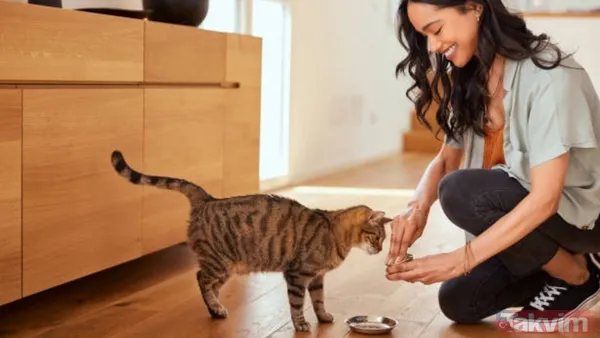 Türkiye sandınız ama değil! 74 milyonla dünyanın en çok kedi besleyen ülkesi açıklandı - 4