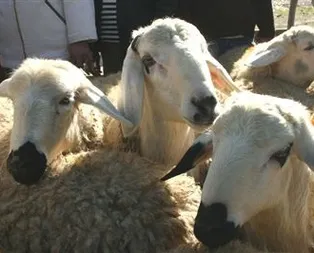 Büyükbaş küçükbaş kurban kesiminde okunacak dualar neler? Kurban kesimi nasıl niyet edilir?