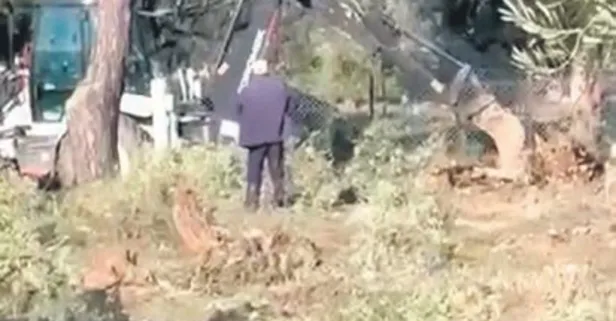 CHP'li Mahmut Tanal'dan "zeytinime dokunma" yalanı: Kesilen ağaçlarla poz verdi