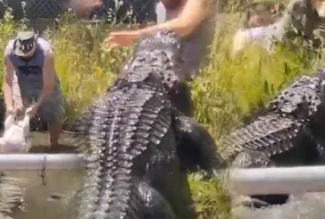 2 saniyede hayatının şokunu yaşadı! Dehşet anları kamerada! Timsaha yem vermek isterken yem oluyordu!