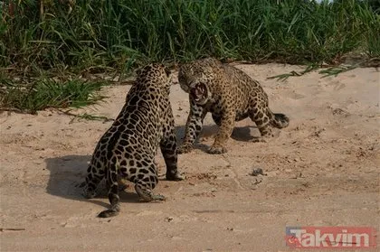 İki jaguarın kanlı mücadelesi sosyal medyada çok konuşuldu Vahşi yaşam fotoğrafları