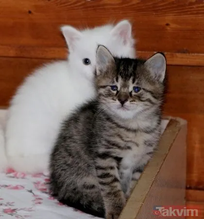 Van Kedi Villası’nda 100 yeni Van kedisi dünyaya geldi