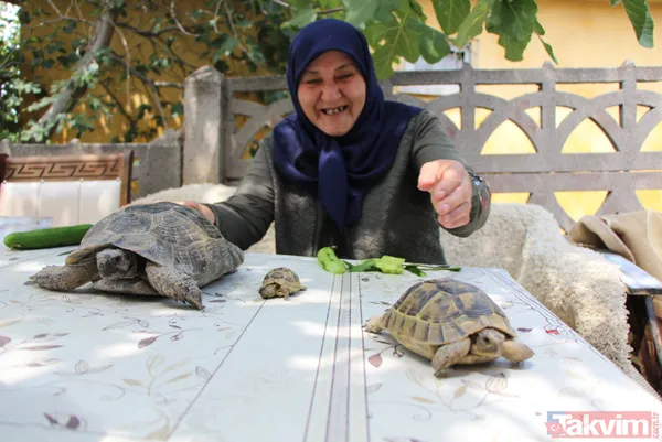 15 yıldır bakıyor! 70 yaşındaki Zekiye Artut 3 kaplumbağa sahibi - 6