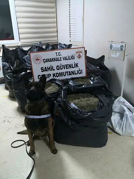 Edirne’de 1,5 ton midye ve 260 kilo ‘damiana’ otu ele geçirildi-2