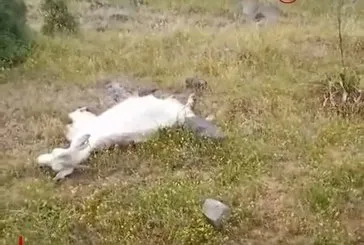 İzmir Bergama’da keçilerin toplum ölümü! 10 keçi belediye arıtma tesisinden içtiği sudan zehirlendi, can çekişerek öldü!