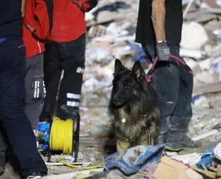 İzmir'deki 6,6 büyüklüğündeki deprem sonrası arama kurtarma köpekleri yine başrolde