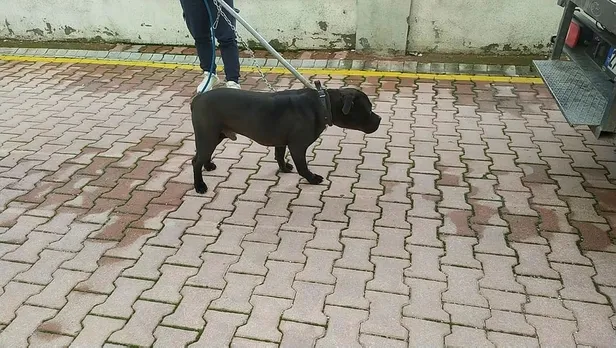 asiye-ates-oldu-mu-saglik-durumu-nasil-gaziantepte-pitbull-saldirisina-ugrayan-cocugun-son-durumu-1640249701731.jpg Gaziantep'te pitbull saldırısına uğrayan çocuğun son durumu! Asiye Ateş sağlık durumu nasıl son dakika?-4