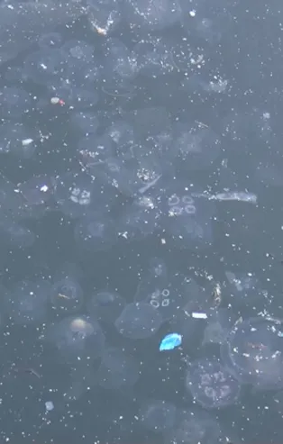 Marmara'da büyük tehlike! Denizanası istilası başladı! Uzman isimden korkutan uyarı geldi