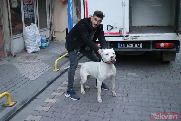 Malatya'da 'pitbull'lu dehşet! Kavga ettiği kişilerin üzerine köpeği saldı: 3 yaralı - 8