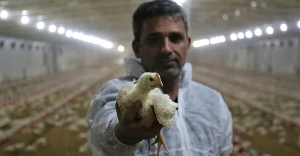 Elazığ’da bir başarı hikayesi! Devlet desteği ile tavuk çiftliği kurdu, yılda 300 bin TL kazanmaya başladı