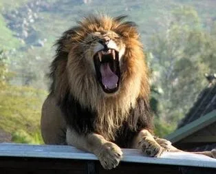 İstanbul’da aslan ve ayı alarmı!