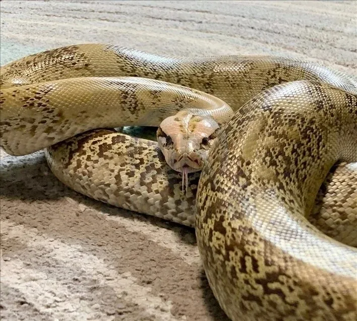 mersin-adana-hatay-sanliurfa-gaziantep-illerinde-yasayanlara-acil-alarm-verildi-kapiyi-pencereyi-simsiki-kapat-1714071522012.jpeg Aman dikkat! İstila başladı! Kapıyı, pencereyi sımsıkı kapatın! Mersin, Adana, Hatay, Şanlıurfa, Gaziantep illerinde yaşayanlara acil alarm verildi!-5