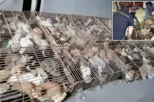 Çin akıllanmak bilmiyor! Yemek için tutulan 700 kedi kurtarıldı