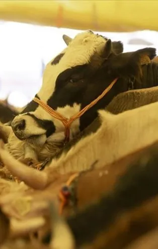 Bilim Kurulu üyesinden Kurban Bayramı öncesi dikkat çeken uyarı