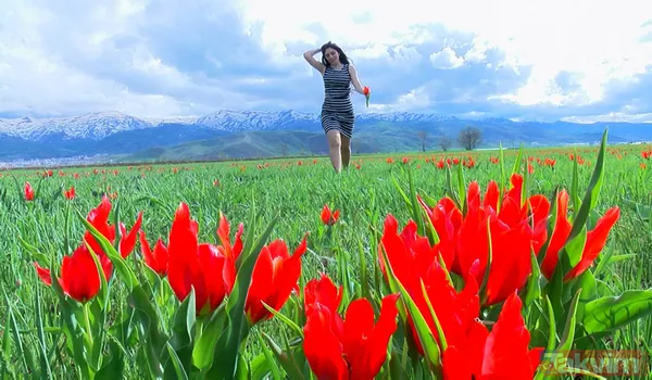 'Muş 1071' ismiyle tescillenen lale Muş Ovası'nı kırmızıya boyadı - 11