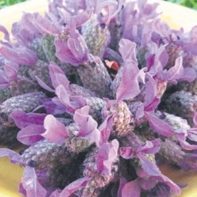 Ağrıya lavanta