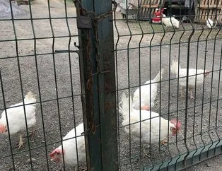 Korkutan olay! Önce kendisi şimdi de annesi öldü...