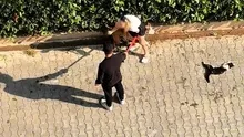 Adana’da ağızlıksız pitbull dehşeti: Kediyi parçalayan köpeğin sahibi kaçtı... Polisi aramayın!