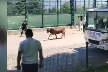 Dana ipi kopardı ortalık karıştı