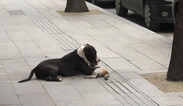 sahipsiz-pitbull-sokak-kedisini-telef-etti-o-anlar-kamerada-1614753096263.jpg Sahipsiz pitbull sokak kedisini telef etti! O anlar kamerada-3