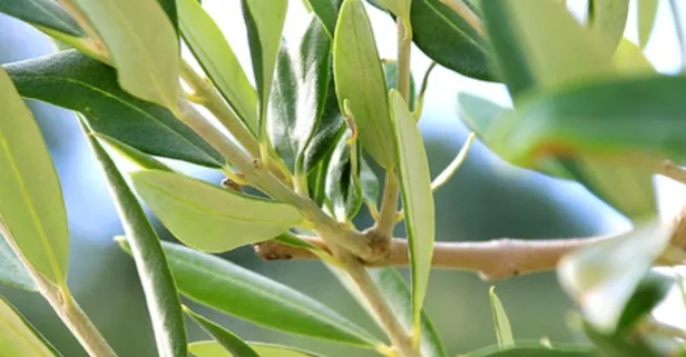 Zeytin yaprağı çayının sağlık üzerindeki şaşırtıcı etkileri