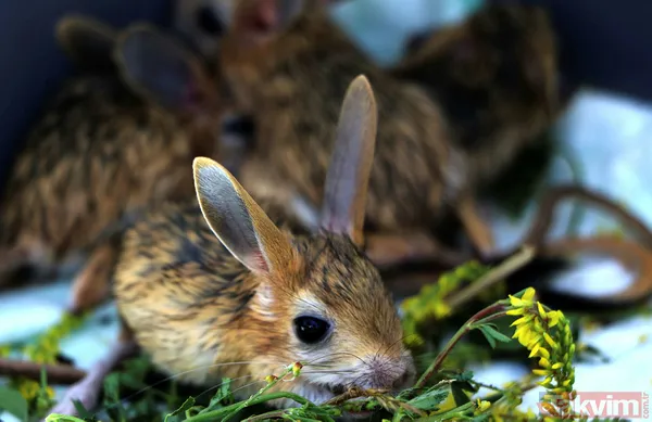 Nesli tükenme tehlikesi altında! Bitkin halde bulunan 5 yavru Arap tavşanı özel bakıma alındı - 5