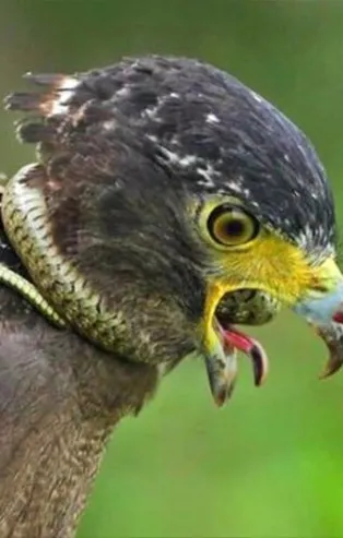 Hayvanlar dünyasından vahşi kareler