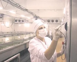 2017 kadın yılı ilan edildi