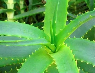 Aloe Vera’yı doya doya için!