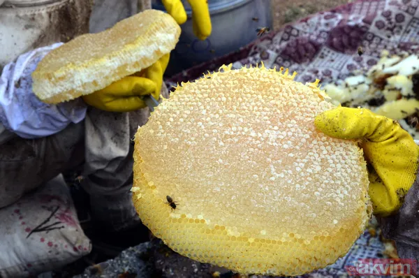 Kilosu 350 TL! 3 bin rakımda üretilen karakovan balından bu yıl 250 ton bekleniyor - 17