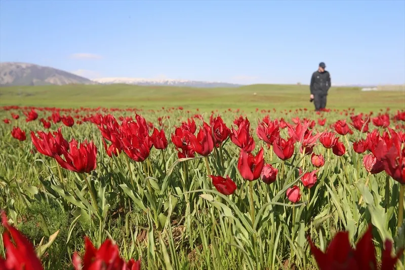 sadece-15-gun-aciyor-cin-ve-hollandadan-ekipler-mus-lalesinin-pesine-dustu-1777722920924.jpg Sadece 15 gün açıyor: Çin ve Hollanda’dan ekipler Muş lalesinin peşine düştü-6