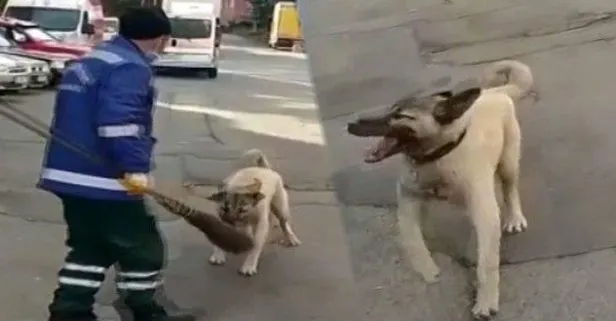 Sosyal medya o temizlik görevlisini konuşuyor! Süpürgesini kaçıran sokak köpeğine öyle bir yanıt verdi ki...