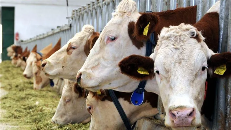 2024-2028-hayvancilik-yol-haritasi-tarim-ve-orman-bakani-ibrahim-yumakli-acikladi-iste-verilecek-destekler-1708944588027.jpeg 2024-2028 hayvancılık yol haritası! Tarım ve Orman Bakanı İbrahim Yumaklı açıkladı: İşte verilecek destekler-5