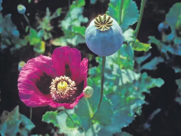 Kraliçe Viktorya’nın mektubu dünyayı değiştirdi: Afyonu kullanıp tüm bölgeyi adeta zehirlediler-2