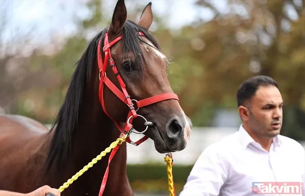 14 at toplamda 4 milyon 640 bin liraya satıldı - 9