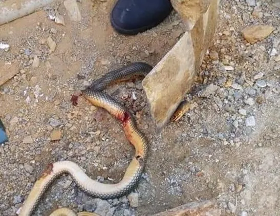 Sosyal medyada paylaştı, büyük tepki çekti