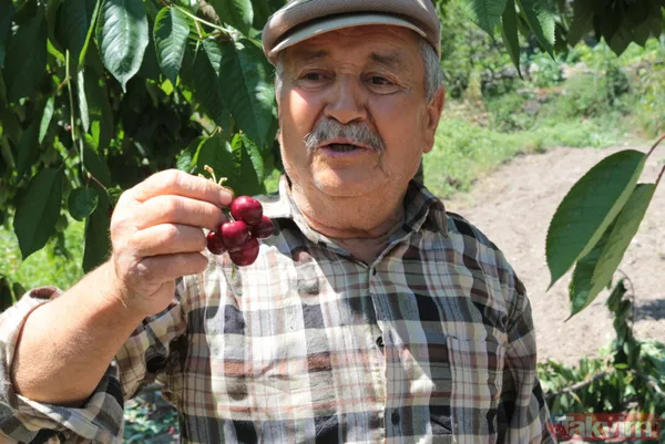 Balıkesir Bigadiç'te 650 rakımlı mahallede yetişen kirazın kilosu bahçede 2 lira pazarda 15 lira - 10