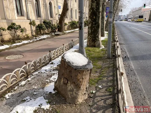 Gezici tayfa ve sözde çevrecilerin ikiyüzlülüğü! CHP'li İBB'nin ağaç katliamı karşısında dilini yuttular: Tepkiler çığ gibi - 12