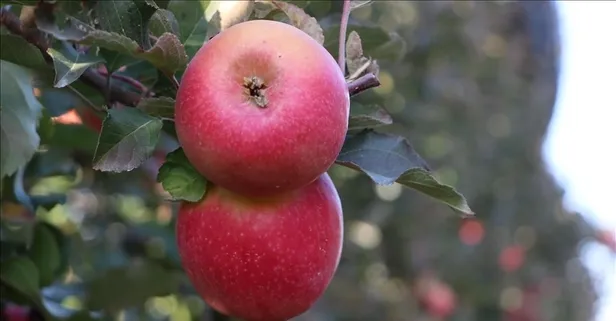 Dişlerin dostu elma