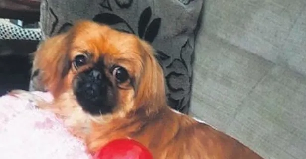 Tüyleri kesilmesi için veterinere bırakılan köpek öldü, sahibi hukuk mücadelesi başlattı