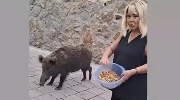 Safiye Soyman domuz besledi