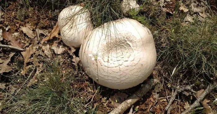 antalyada-ormandan-bedavaya-topluyor-yarim-gun-calisip-ayda-90-bin-tlye-satiyor-1703795605248.jpg Yarım gün çalışıp ayda 90 bin TL'ye satıyor! Antalya'da ormandan bedavaya topluyor-7