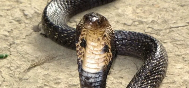 dunyanin-en-tehlikeli-kobrasi-o-ilimizde-ortaya-cikti-goren-kacacak-delik-ariyor-1717409126094.jpg