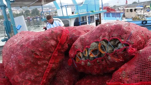 karadenizde-palamut-beklentiyi-karsilamadi-balikcilar-deniz-salyangozuna-yoneldi-1634542715580.jpg Karadeniz'de palamut beklentiyi karşılamadı! Balıkçılar deniz salyangozuna yöneldi-7